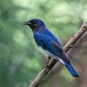 カウアイ島の森の鳥たち