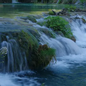 木の響きと屋久島の水際の虫たち